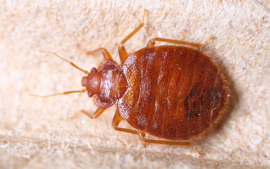 Follow protocol for bed bug elimination