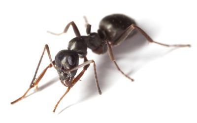 Best Ways to Get Rid of Ants in the Kitchen