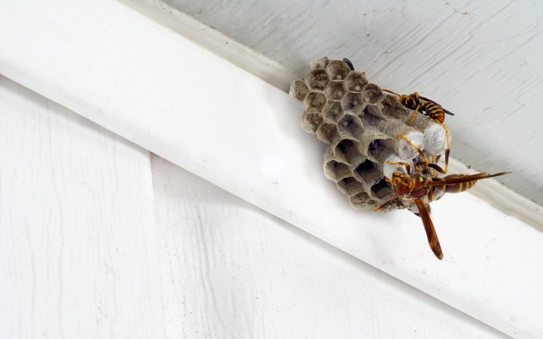 Best way to get rid of a wasp nest safely