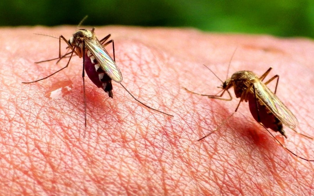 How to prevent and control mosquitoes around home