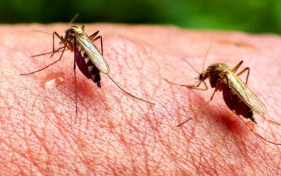 How to Control Mosquitoes Around Your Home