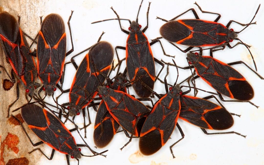 Get rid of boxelder bugs around your home
