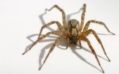 Watch for the 3 Most Common Indoor Spiders