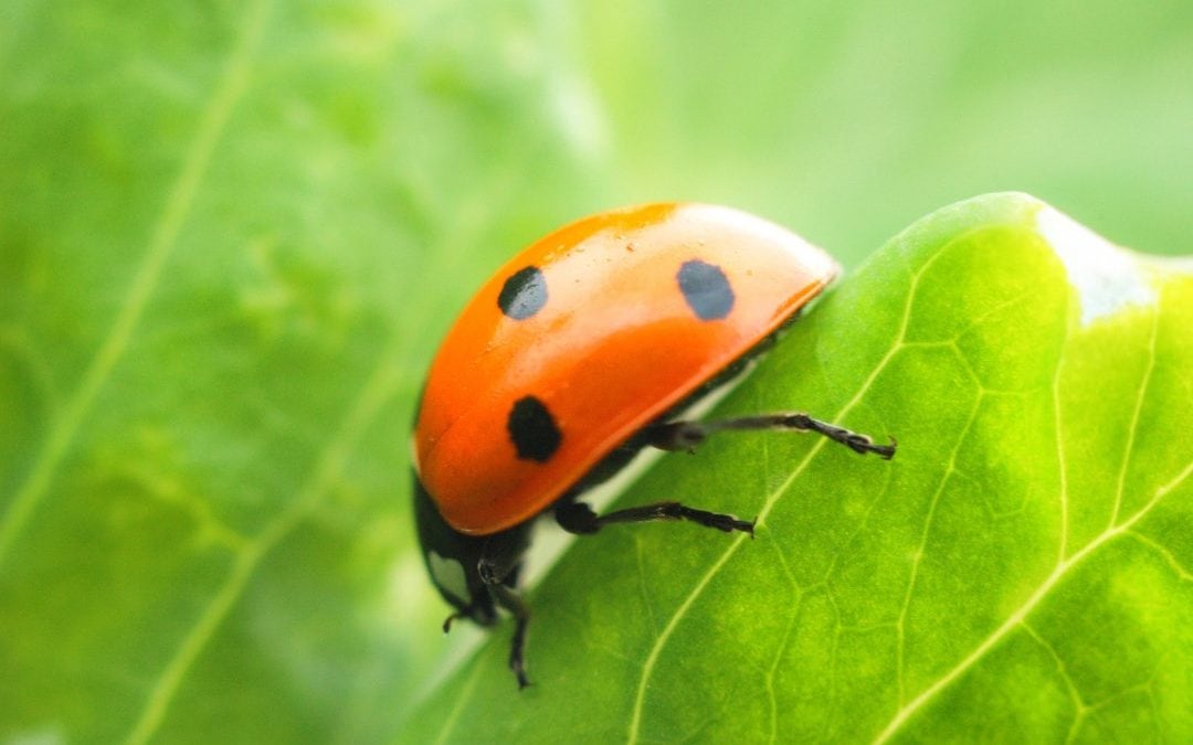Common insects found on indoor household plants
