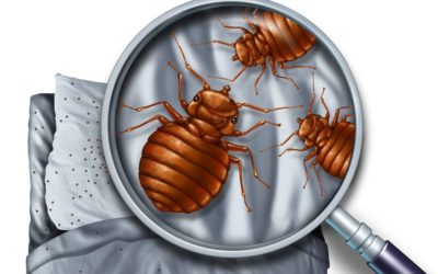 How to Get Rid Of Bed Bugs in a Mattress