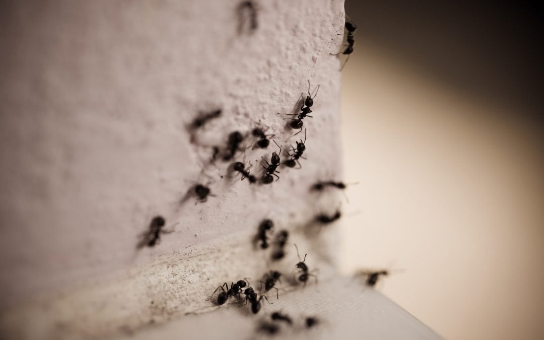 Signs of a carpenter ant infestation in your home