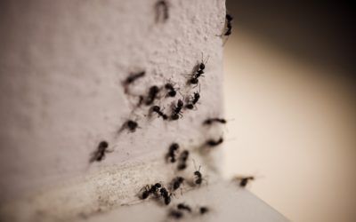 5 Signs You Have a Carpenter Ant Infestation
