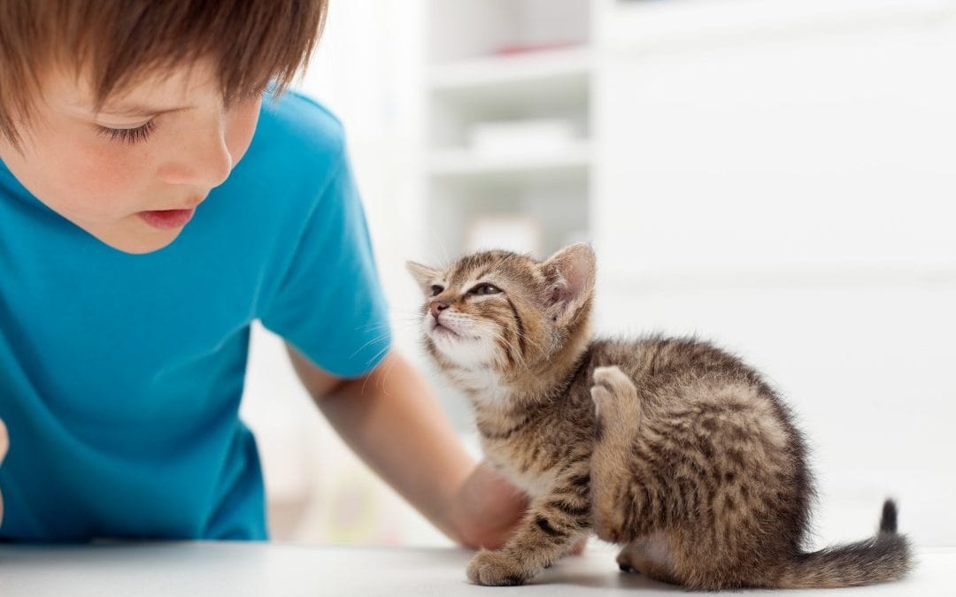Exterminator needed for indoor pets with fleas