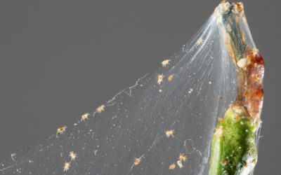 How to Get Rid Of Spider Mites