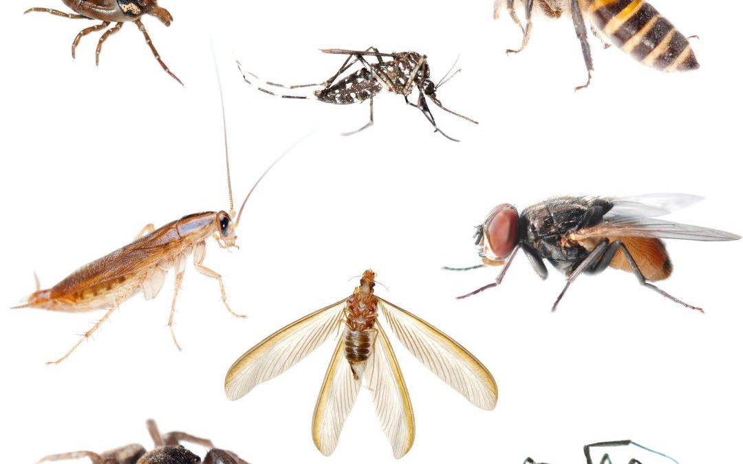 How to identify indoor insects at home