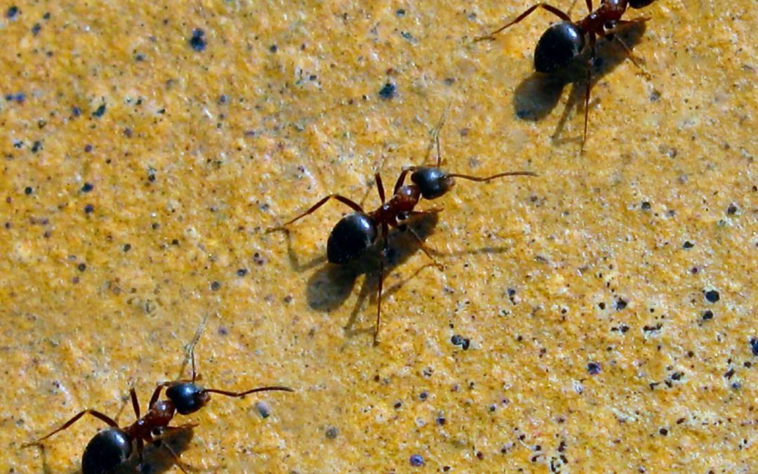 How to get rid of ants in your home from Pest Patrol