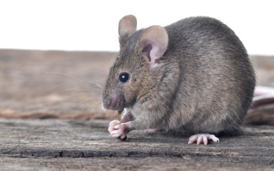 Mouse Infestation Inside Your Home