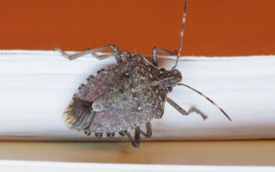 Stink Bugs: There is a New Kid on the Block