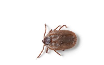 A Brief Rant About Ticks in Southeast Michigan