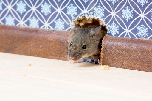 hazards-of-rodents-inside-home