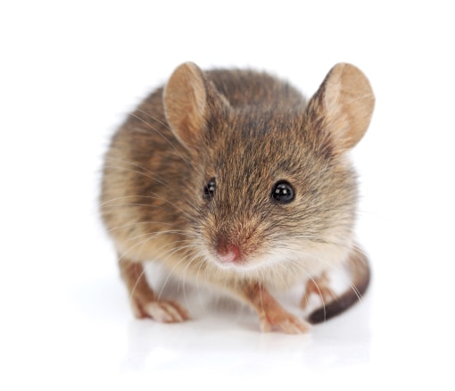house-mouse-rodent