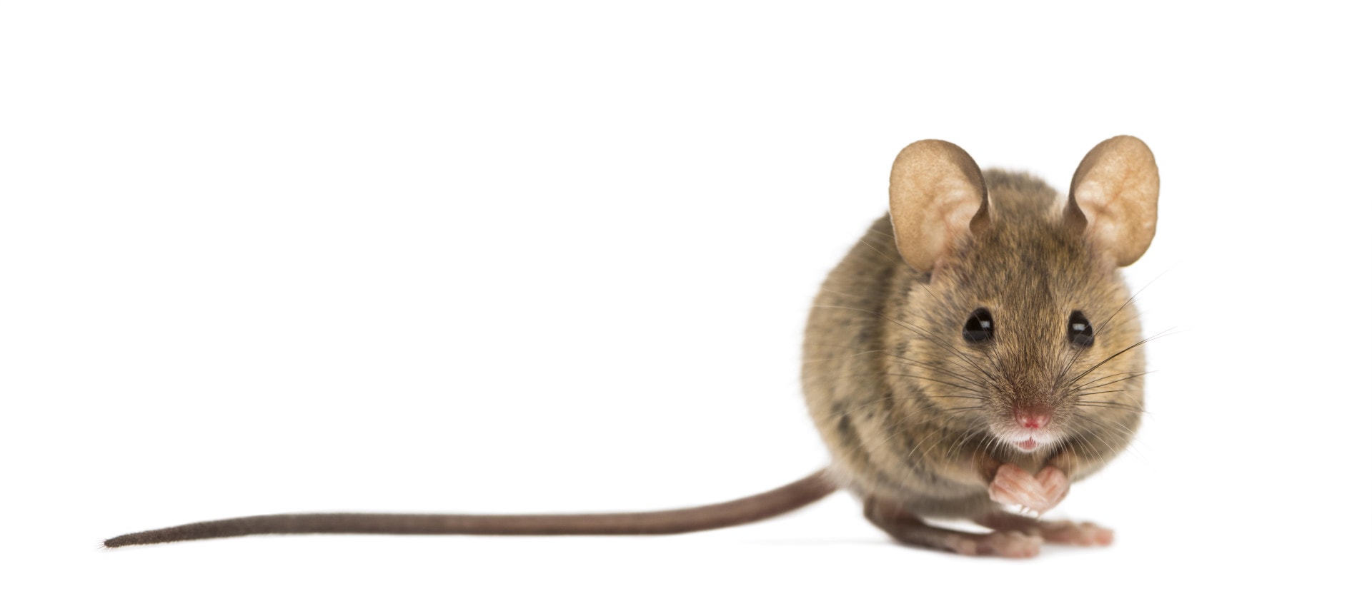 mice-inside-home-other-indoor-rodents