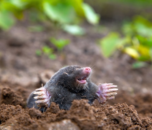 mole-infestation-southeast-michigan-pest-control