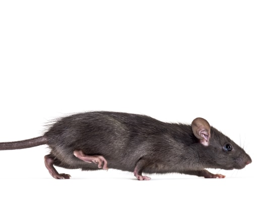 roof-rat-rodent-problem-adrian-mi-exterminator
