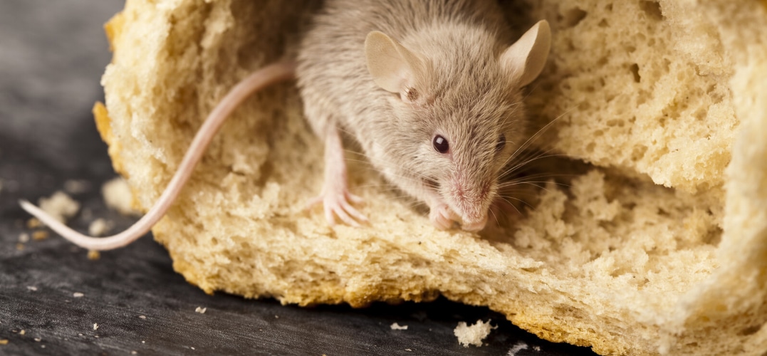 signs-rodents-in-home