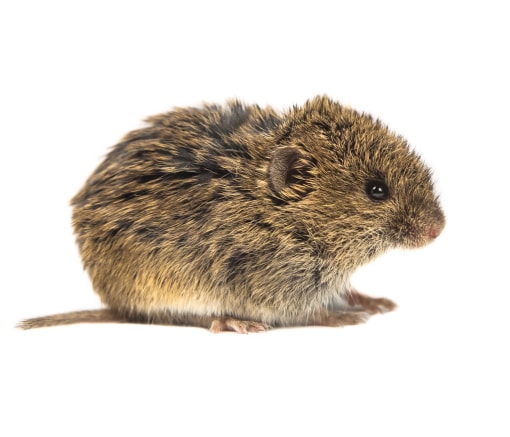 vole-rodent-southeast-michigan-homes