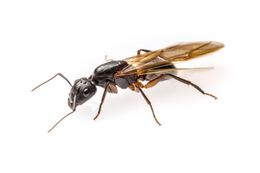 Ant Exterminator Southeast Michigan