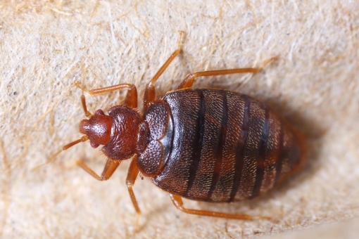 Bedbug Removal Southeast Michigan