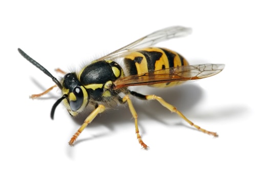 Wasp Removal Service Southeast Michigan