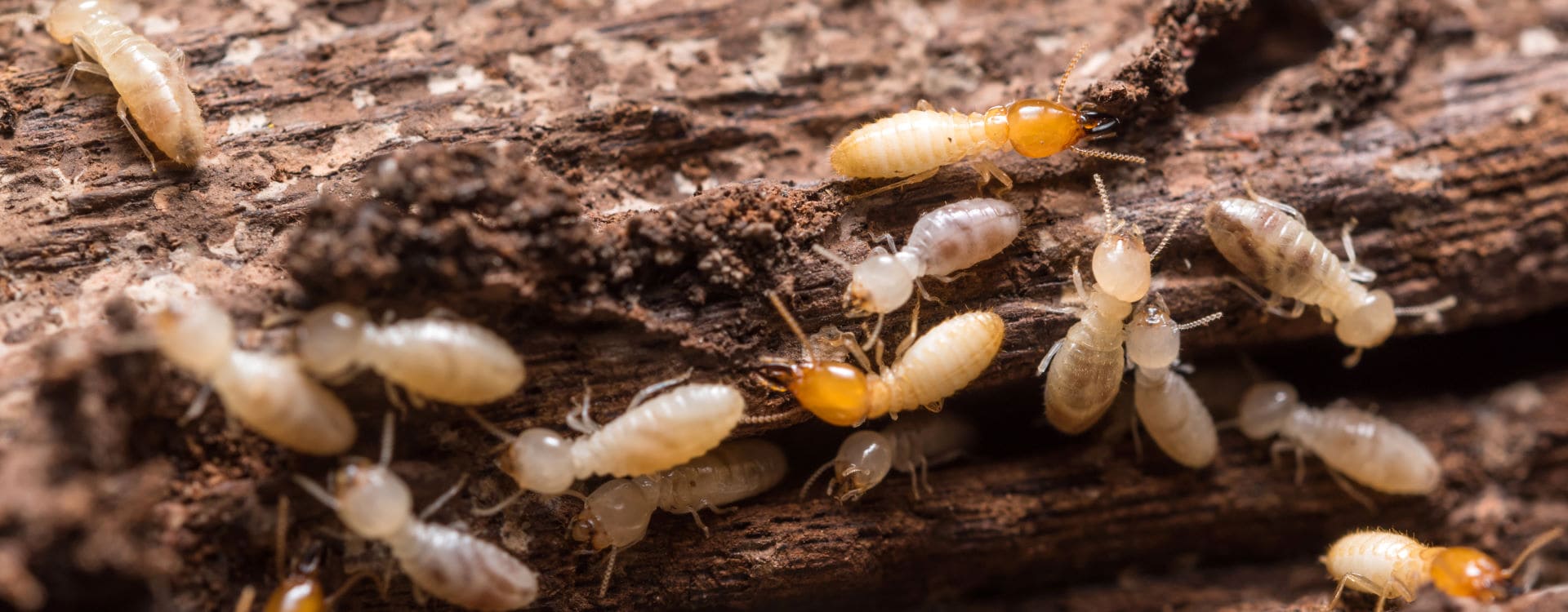 Termites Destroy Wood Inside Homes