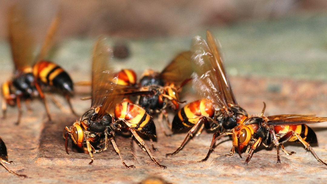 Swarm of wasps on backyard deck