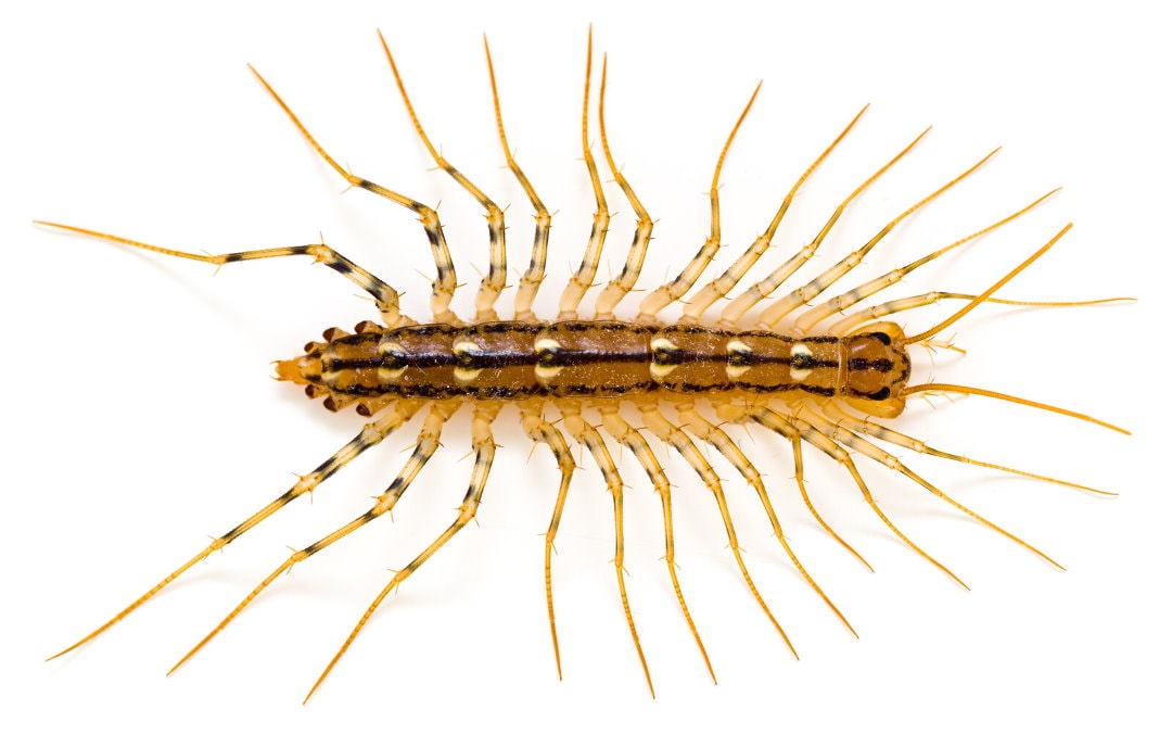 What Attracts House Centipedes?