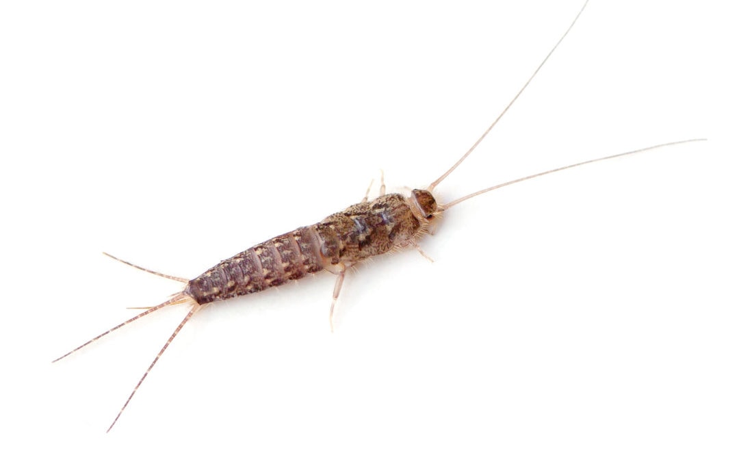 Look Out For Silverfish In Your Bathroom
