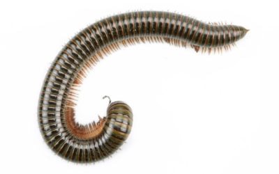 Are those centipedes or millipedes in your basement?